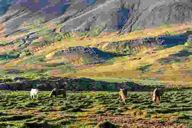 A Breathtaking Panoramic View Of The Icelandic Countryside With A Herd Of Icelandic Horses Grazing In The Foreground. The Island Horse Susan Hughes