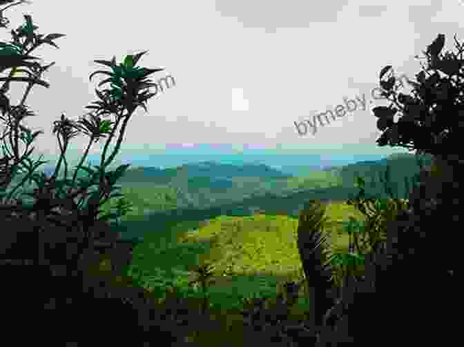 A Breathtaking View Of El Yunque Rainforest's Lush Greenery And Towering Trees Puerto Rico S Eastern Coast El Yunque Rainforest (Travel Adventures)