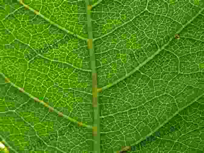 A Close Up Of A Green Leaf Chickens In The Road: An Adventure In Ordinary Splendor