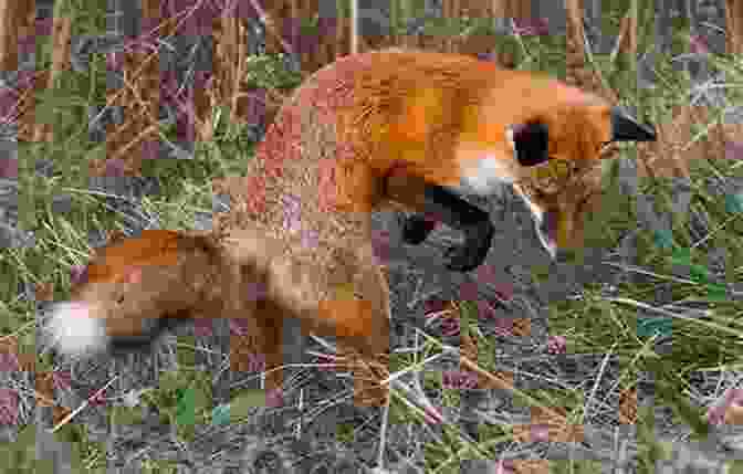 A Cunning Fox Stalking Its Prey An Alphabet Of Quadrupeds Comprising Descriptions Of Their Appearance And Habits