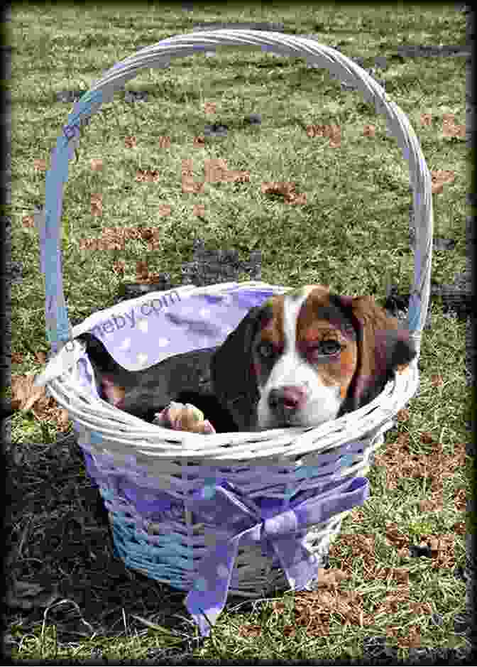 A Cute Beagle Wearing An Easter Bonnet And Carrying A Basket Of Easter Eggs No Rest For The Easter Beagle: Ready To Read Level 2 (Peanuts)