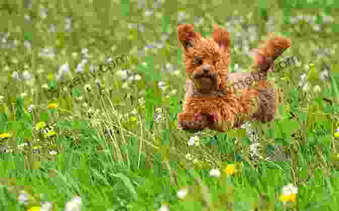 A Cute Puppy Playing In The Grass. Perfect Puppy In 7 Days: How To Start Your Puppy Off Right