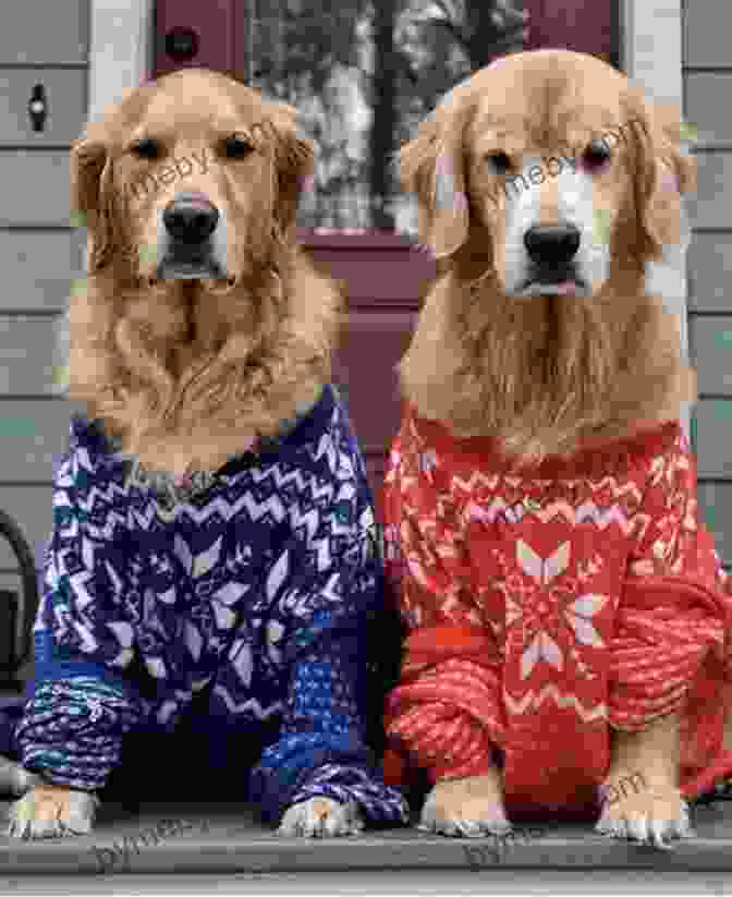 A Golden Retriever Wearing A Bright Pink Sweater That Is Too Small Good Dogs In Bad Sweaters