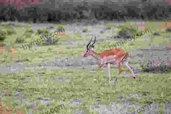 A Graceful Antelope Bounding Through The Savanna An Alphabet Of Quadrupeds Comprising Descriptions Of Their Appearance And Habits