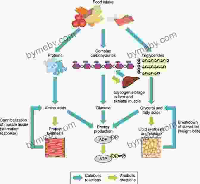 A Graphic Representation Of Energy Metabolism During Running, Highlighting The Role Of Carbohydrates, Fats, And Oxygen The Science Of Running: How To Find Your Limit And Train To Maximize Your Performance