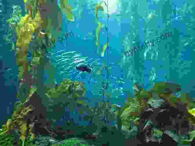 A Lush And Vibrant Kelp Forest, Demonstrating The Importance Of Underwater Habitats For Marine Life. The Secret Of The Sea: Manga Fantasy Romance Comic Adult Version