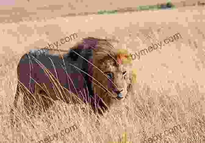 A Magnificent Lion Roaring In The Golden Savanna Grass. Safari Readers: Lions (Safari Readers Wildlife For Kids 12)