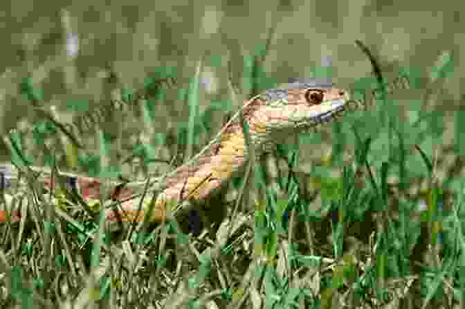 A Mesmerizing Photograph Of A Snake Slithering Through The Grass, Its Scales Glistening In The Sunlight. Slithering South Steve Van Beek