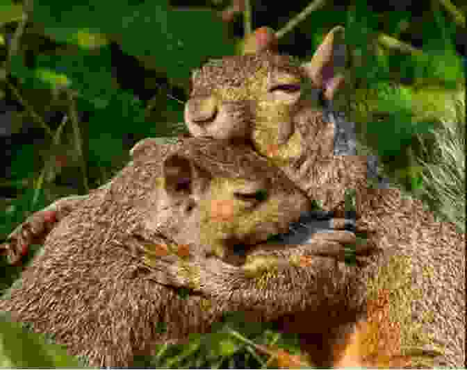 A Pair Of Squirrels Cuddling In A Tree The Secret Life Of Squirrels: A Love Story