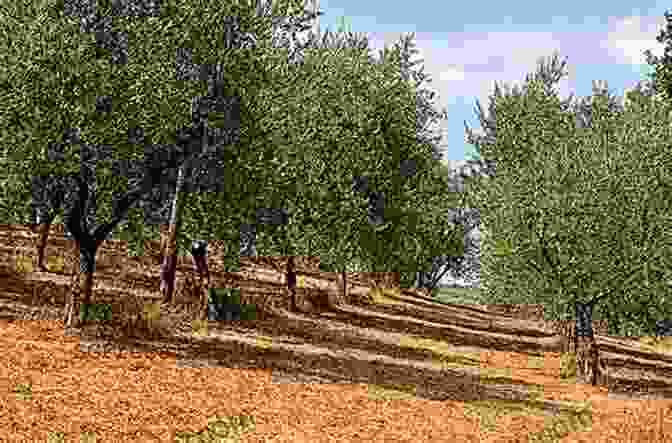 A Panoramic View Of An Olive Grove In Tuscany Under A Golden Sunset An Italian Journey: A Harvest Of Revelations In The Olive Groves Of Tuscany: A Pretty Girl Seven Tuscan Farmers And A Roberto Rossellini Film