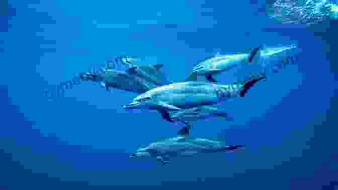 A Pod Of Dolphins Swimming In The Ocean. Dolphin Rescue (Animal Planet Adventures Chapter #1) (Animal Planet Adventures Chapter (Volume 1))