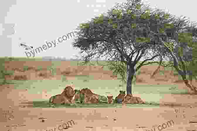 A Pride Of Lions Resting In The Shade Of A Majestic Acacia Tree. Safari Readers: Lions (Safari Readers Wildlife For Kids 12)