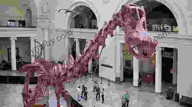 A Replica Of The Andrew Carnegie Dinosaur On Display At The Field Museum In Chicago, Illinois Bone Wars: The Excavation And Celebrity Of Andrew Carnegie S Dinosaur