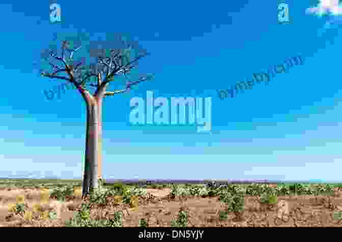 A Solitary Baobab Tree Stands Tall In The Vast African Savanna During Sunset, With Its Intricate Branches Reaching Towards The Golden Sky. The Magic Baobab Tree Yvette Wilsenach