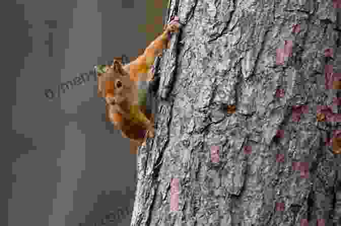 A Squirrel Exploring A Tree Trunk, Its Eyes Scanning The Surroundings The Secret Life Of Squirrels: A Love Story