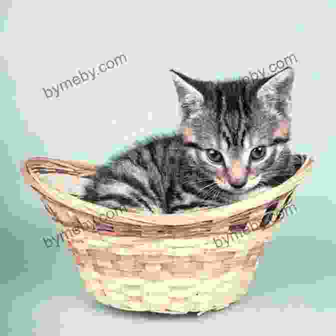 A Tiny, Adorable Kitten Peeking Out Of A Woven Basket. My Little Stray Cat 5 Lynsay Sands