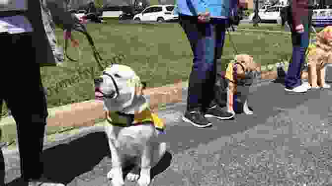 A Visually Impaired Individual Being Guided By A Service Dog Through A Bustling Street Travels With Tommy: Stories Of Life With A Service Dog