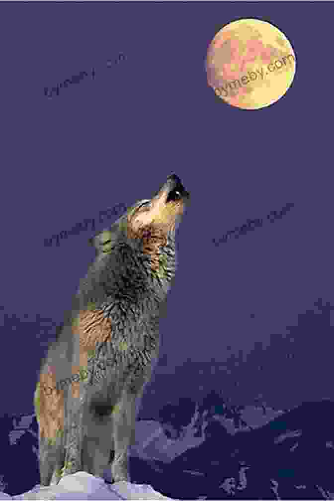 A Wolf Howling At The Moon Wolf S Message Suzanne Giesemann