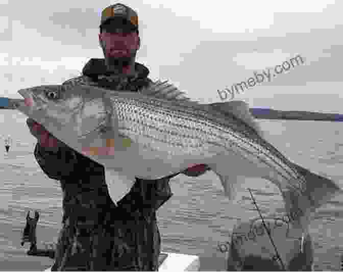 An Angler Reeling In A Large Striped Bass From A Boat The Ultimate Guide To Fishing Skills Tactics And Techniques: A Comprehensive Guide To Catching Bass Trout Salmon Walleyes Panfish Saltwater Gamefish And Much More (Ultimate Guides)