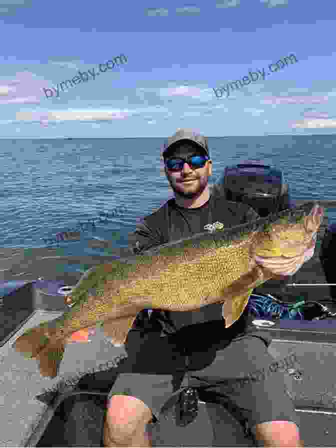 Angler Reeling In A Trophy Walleye In Detroit Lake Minnesota Detroit Lakes Otter Tail Area Fishing Map Guide