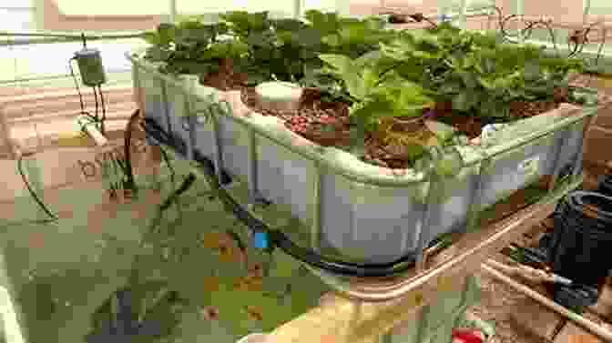 Aquaponics System With Fish Tank, Grow Beds, And Plumbing Aquaponics A Step By Step Plan For Building A Aquaponics System (#1)