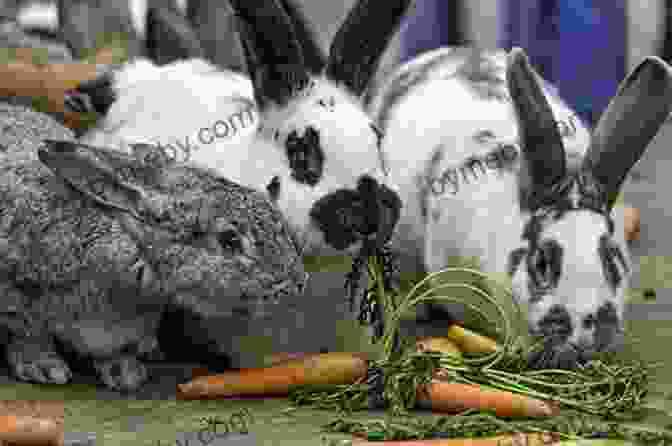 Big Bunny Steve Henry Eating A Carrot Here Is Big Bunny Steve Henry