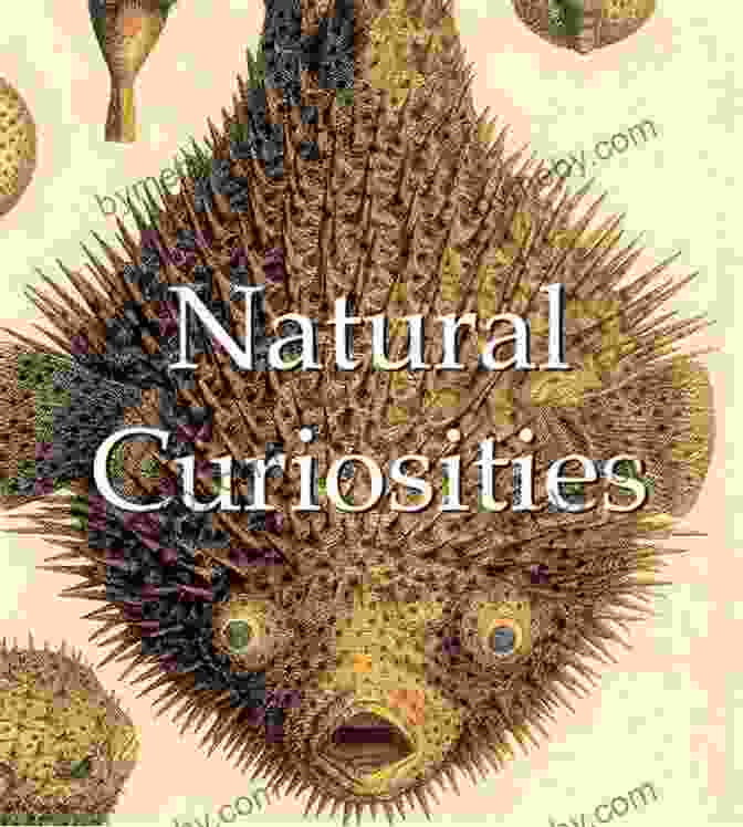 Book Cover Of Natural Curiosities Mega Square By William Goldman Natural Curiosities (Mega Square) William Goldman