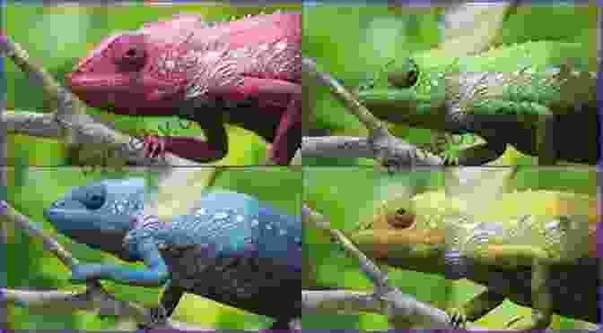 Chameleon Changing Color Creature Features: Twenty Five Animals Explain Why They Look The Way They Do