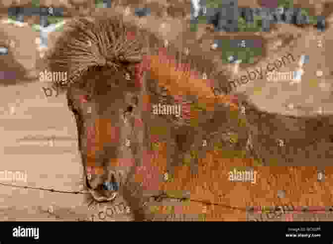 Close Up Portrait Of An Icelandic Horse With Its Distinctive Markings And Expressive Eyes. The Island Horse Susan Hughes