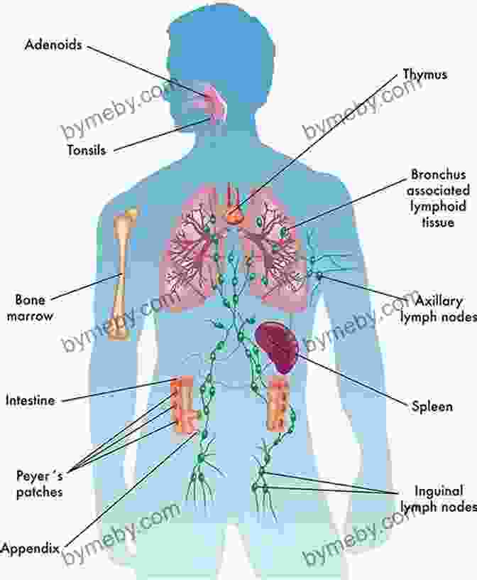 Diagram Illustrating The Complex Functions Of The Immune System How To Improve Your Immunity: THE ULTIMATE GUIDE TO HELP YOU BOOST YOUR IMMUNITY AND BE HEALTHY