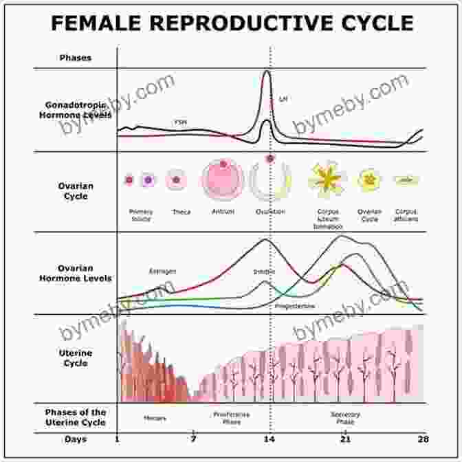 Diagram Of The Female Reproductive Cycle How To Get Pregnant: Get Pregnant Fast The Natural Way With A Boy Or Girl