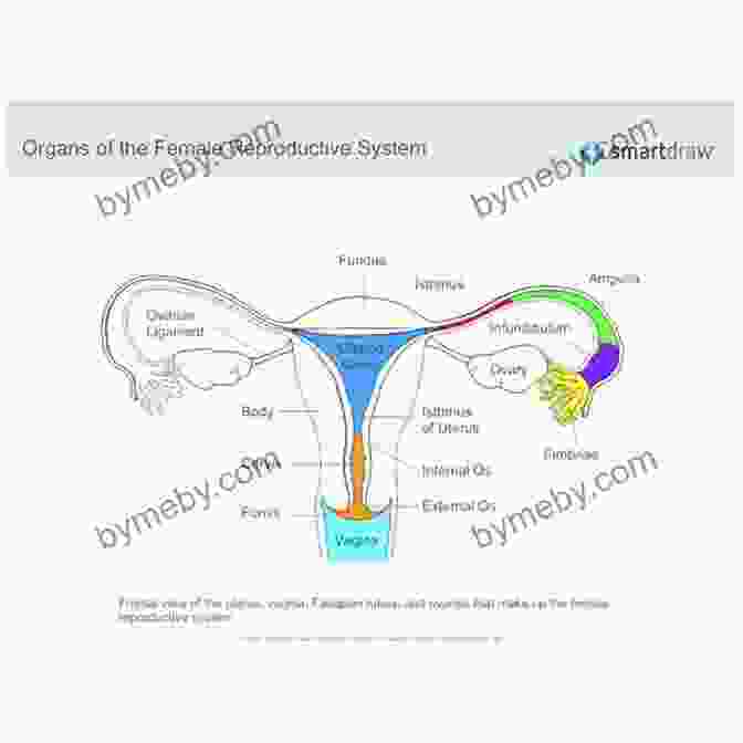 Diagram Of The Female Reproductive System Pure Excitement: 3 Truths For Teens In A Time Of Sexual Lies