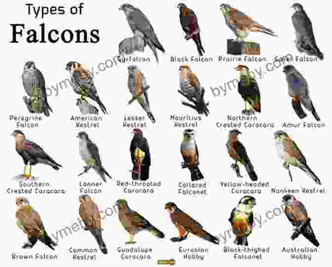 Different Species Of Falconry Birds Falcon Fever: A Falconer In The Twenty First Century