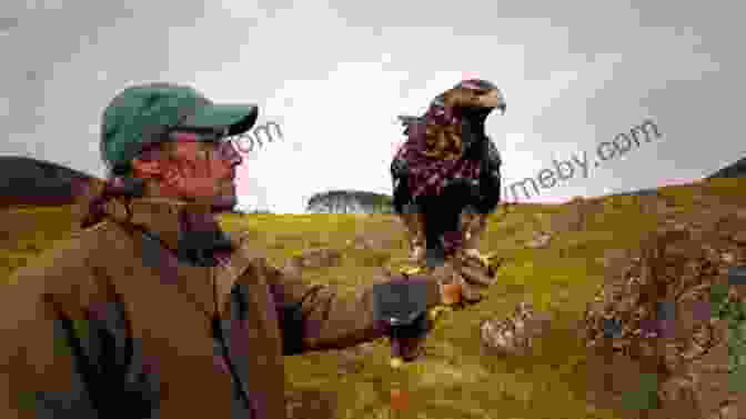 Falconry Hunting Sequence Falcon Fever: A Falconer In The Twenty First Century