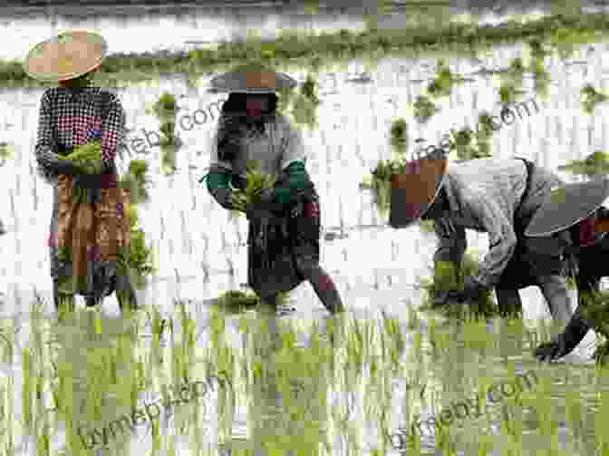 Farmers Working In A Rice Paddy In Ina Valley, Nagano, Japan Hiking Walking And Biking Nagano: 16 Tours In Karuizawa And Environs