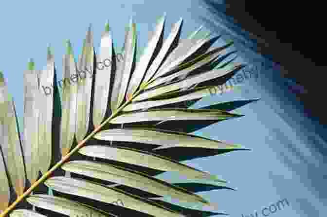 Fragrant Palm Leaves Against A Serene Backdrop Fragrant Palm Leaves: Journals 1962 1966