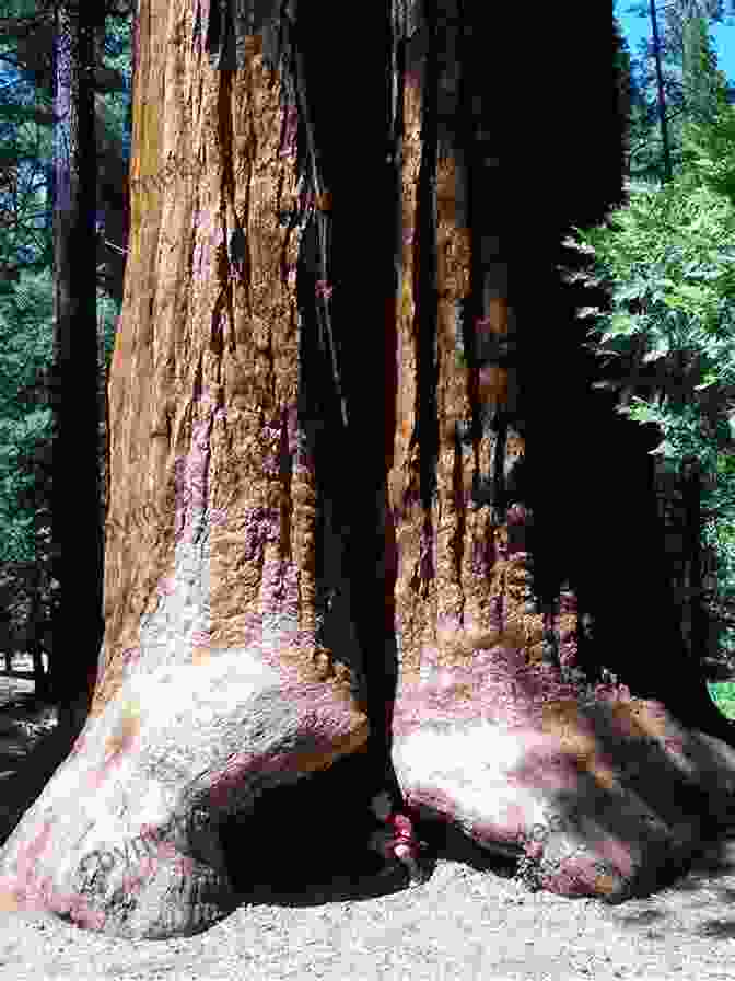 Giant Sequoia, California Natural Curiosities (Mega Square) William Goldman