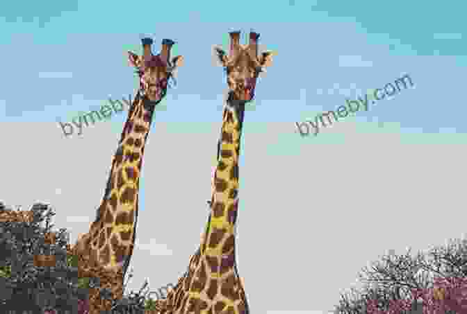 Giraffe With Long Neck Creature Features: Twenty Five Animals Explain Why They Look The Way They Do