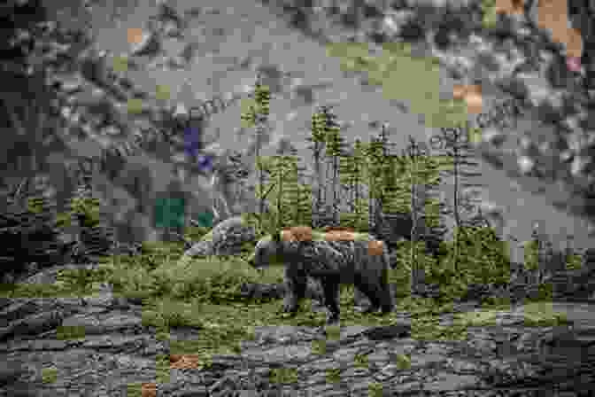 Grizzly Bear Roaming In A Lush Meadow, Glacier National Park Mountain Magic Photography: Glacier National Park