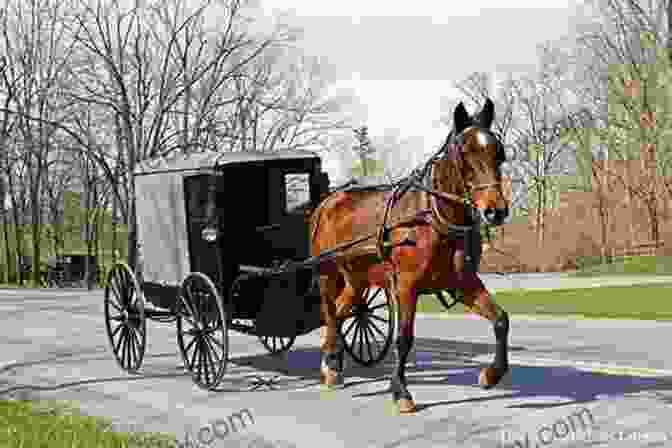 Image Of An Amish Buggy In Pennsylvania Dutch Country DK Eyewitness Philadelphia And The Pennsylvania Dutch Country (Travel Guide)