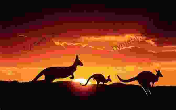 Kangaroos Enjoying A Sunset In The Outback 101 Amazing Facts About Australia (Countries Of The World 4)