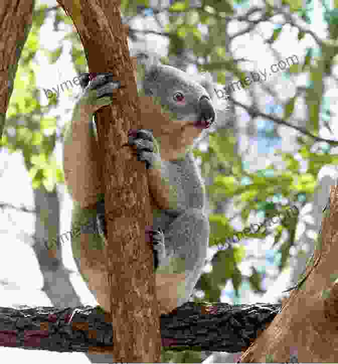 Koala Resting In A Eucalyptus Tree 101 Amazing Facts About Australia (Countries Of The World 4)