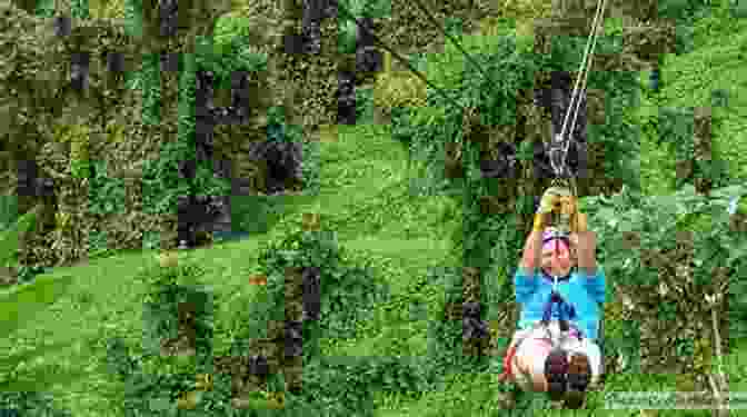 Soar Through The Canopy On A Thrilling Zip Lining Adventure In El Yunque Rainforest Puerto Rico S Eastern Coast El Yunque Rainforest (Travel Adventures)