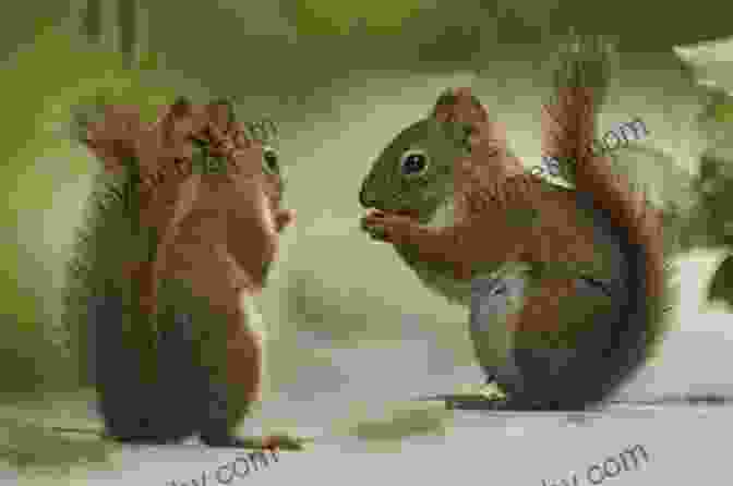 Two Squirrels Communicating With Each Other, One Chittering And The Other Listening Attentively The Secret Life Of Squirrels: A Love Story