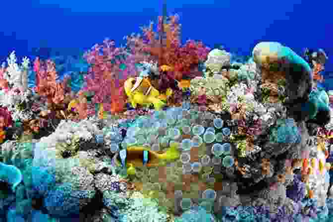 Vibrant Coral Reefs In The Pacific Islands Cruise Through History Australia New Zealand And The Pacific Islands