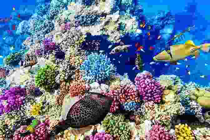 Vibrant Underwater World Of The Great Barrier Reef In Australia Civilisation: Twenty Places On The Edge Of The World