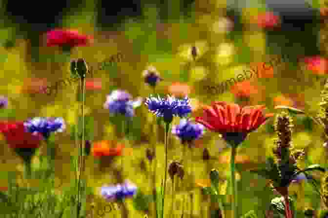 Vibrant Wildflowers Blooming In A Lush Field Farmer Takes A Wife (The Serenity 3)