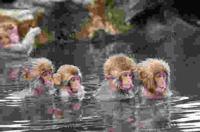 Wild Japanese Macaques Bathing In A Hot Spring In Jigokudani Monkey Park, Nagano, Japan Hiking Walking And Biking Nagano: 16 Tours In Karuizawa And Environs